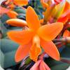 Blc. Young Min Orange